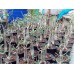 ชวนชม เพชรบ้านนาทรงสูง สวนวังทอง