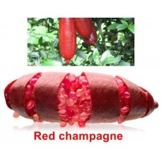 กล้าพันธุ์มะนาวนิ้วมือ Red Champagne